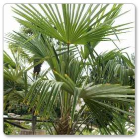 Szorstkowiec Fortunego (Trachycarpus fortunei)